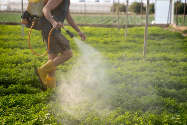 Best Termite Control Services  in Fruitvale, CO