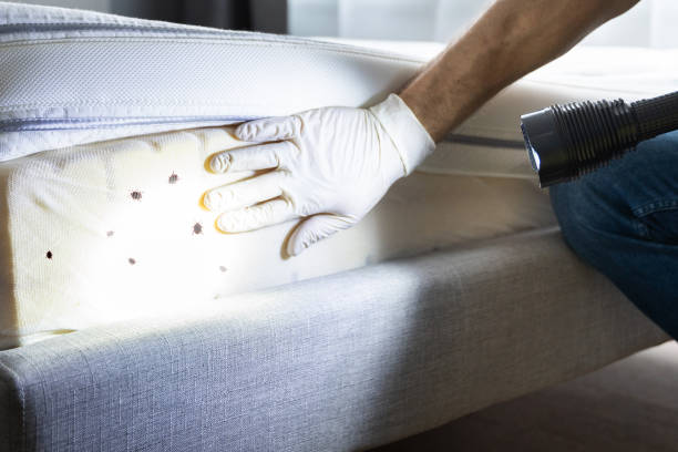 Best Flea Control Services  in Fruitvale, CO