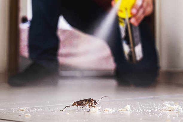 Best Cockroach Control Services  in Fruitvale, CO