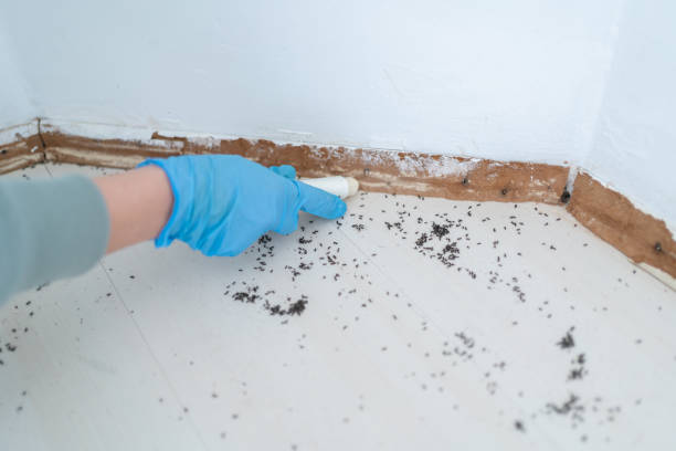 Best Insect Control  in Fruitvale, CO